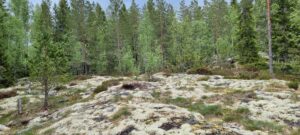 urkraft body mind balance natur skoven kalder